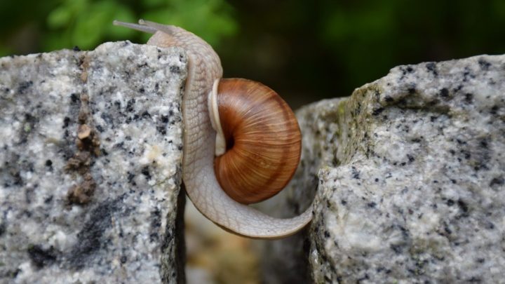Schnecke